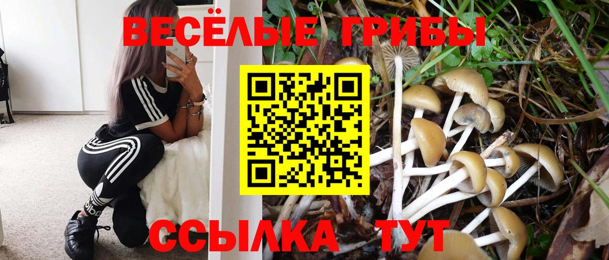 где можно купить наркотик  Дивногорск  Галлюциногенные грибы MAGIC MUSHROOMS  Псилоцибиновые грибы Psilocybine cubensis 